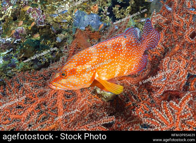 Coral Grouper, Cephalopholis miniata, Raja Ampat, West Papua, Indonesia
