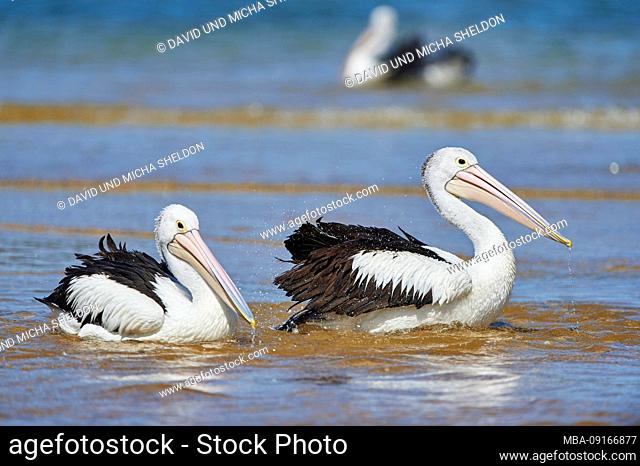 African Pelicans (Pelecanus conspicillatus), water, sideways, swimming, close-up, New South Wales, Australia