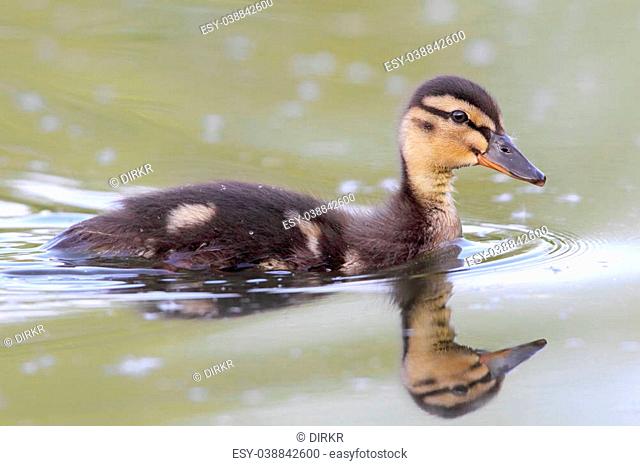 Mallard chick (Anas platyrhynchos) swimming in a pond in Frankfurt, Germany