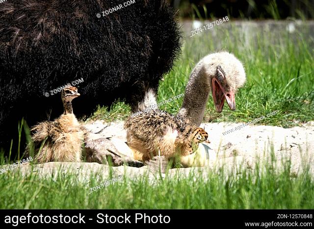 Ostrich youngsters with their mother in a sand dune on a field in the summer sun