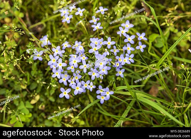 Houstonia caerulea (azure bluet or Quaker ladies) is a perennial species in the family Rubiaceae. It is native to eastern Canada (Ontario to Newfoundland) and...
