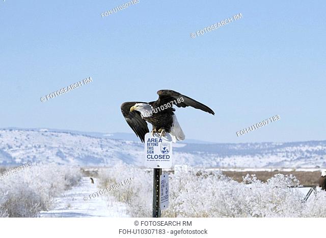 background bald eagle ready take flight sign in
