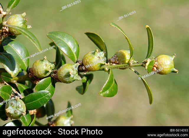 Box (Buxus sempervirens) close-up of fruit and leaves, in garden hedge, Mendlesham, Suffolk, England, United Kingdom, Europe