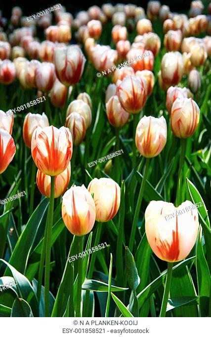 Red and white tulips on sunny day in spring