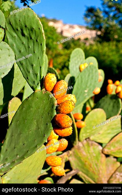Prickly pears on cactus