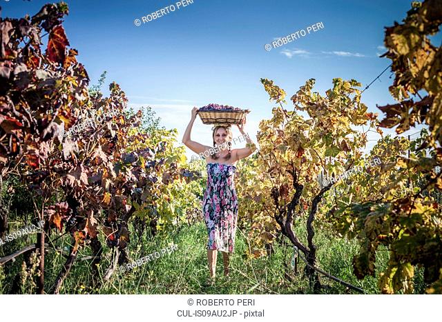 Woman balancing basket of grapes on head at vineyard, Quartucciu, Sardinia, Italy