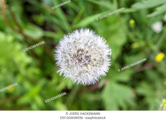 blowball flower grows at the meadow in the french Alps