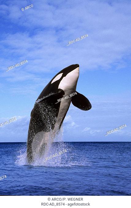 Killerwhale Orcinus orca