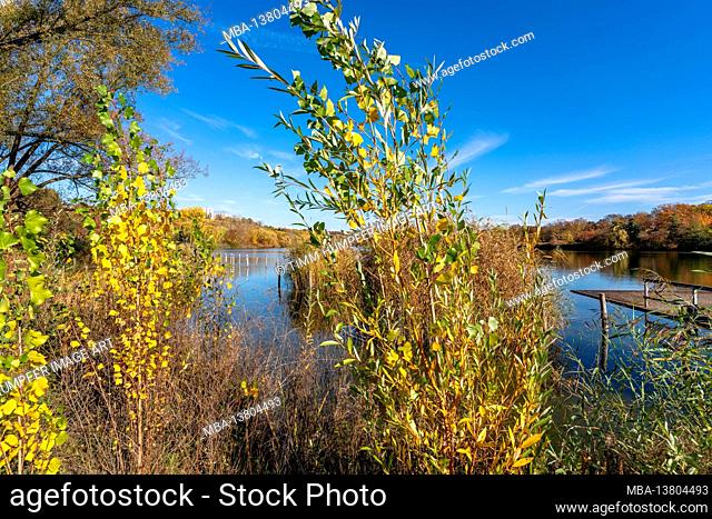 Europe, Germany, Baden-Wuerttemberg, Stuttgart, view of the autumnal Max-Eyth-See