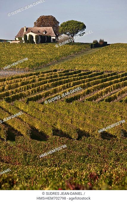 France, Dordogne, Monbazillac, The Vineyard AOC Monbazillac