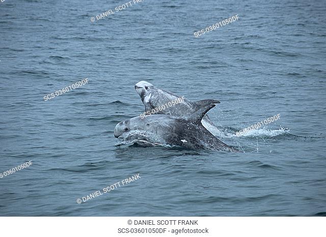 Risso's dolphin Grampus griseus double breach or tandom breach National marine sanctuary, Monterey bay, California Pacific ocean, USA