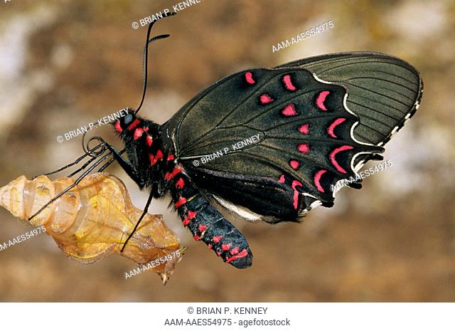 Red-spotted Cattleheart (Parides photinus) newly emerged, Costa Rica. anatomy