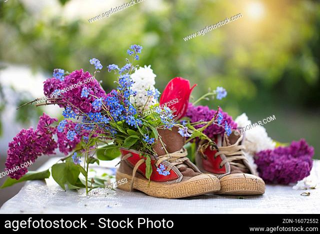 A bouquet of summer flowers in old shoes. Lilac tulips grow out of sneakers. Spring and summer floral background