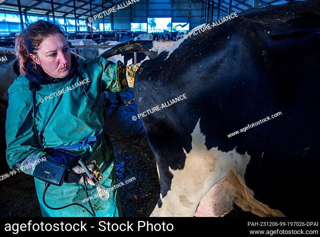 PRODUCTION - 22 November 2023, Mecklenburg-Western Pomerania, Bützow: Country veterinarian Ricarda Reincke uses an ultrasound device to examine a dairy cow in a...