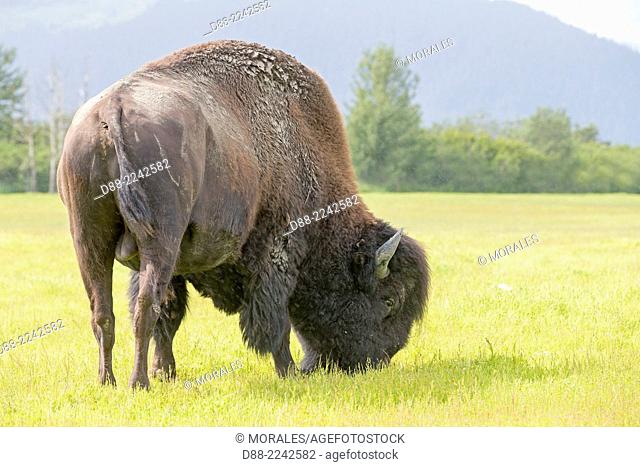 North America, United States, Alaska, Anchorage, Alaska Wildlife Conservation Center, Wood Bison (Bison bison athabascae), bull, adult male