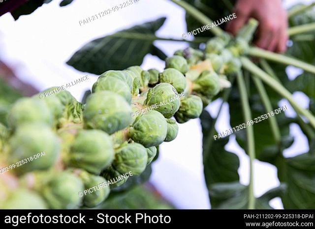 01 December 2021, North Rhine-Westphalia, Bornheim: Organic quality Brussels sprouts are harvested and processed at Lothar Tolksdorf's organic farm Bursch