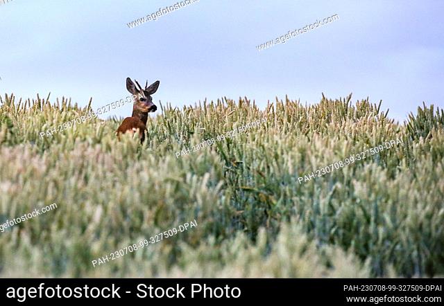 08 July 2023, Baden-Württemberg, Unlingen: A roebuck stands in a cornfield in the morning, just before sunrise. Photo: Thomas Warnack/dpa