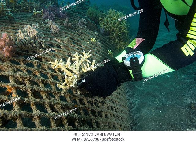 researcher fastens a piece of coral on the structure of bio-rock, method of enhancing the growth of corals and aquatic organisms, Pemuteran project, Bali Island