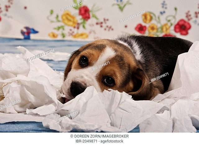 Beagle puppy tearing paper