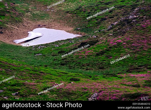 Pink rose rhododendron flowers and small lake on summer mountain evening twilight slope. Cathian, Chornohora, Ukraine