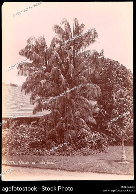Botanical Garden. Artist: Unknown; Date: 1860s-70s; Medium: Albumen silver print from glass negative; Dimensions: 27.4 x 20