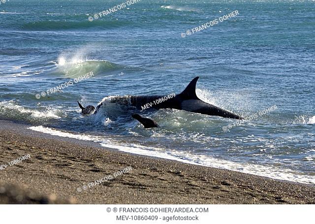 Killer whale / Orca - Hunting South American / Southern / Patagonian Sealion pups (Otaria flavescens) in the surf at Punta Norte (Orcinus orca)