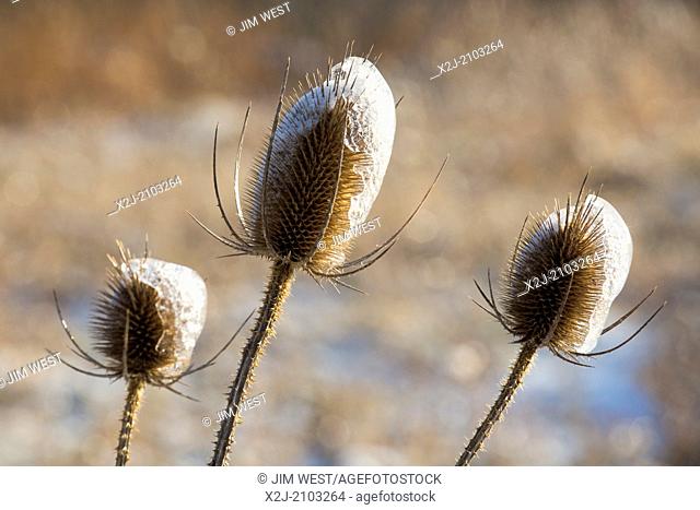 Shanksville, Pennsylvania - Teasel (Dipsacus), coated with ice after a winter storm