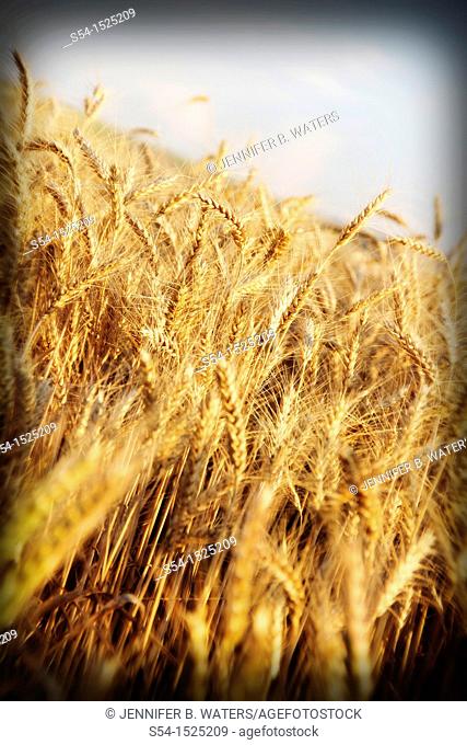 Barley ripening in a field in Lewiston, Idaho, USA