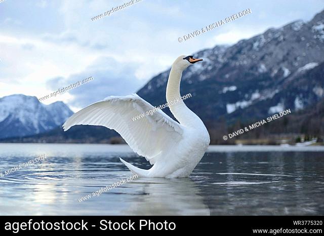 Mute swan at Grundlsee, Styria, Austria