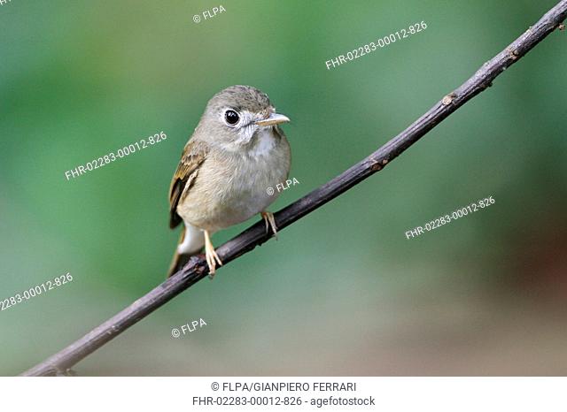 Asian Brown Flycatcher (Muscicapa dauurica) adult, perched on twig in lowland rainforest, Sinharaja Forest Reserve, Sri Lanka, February