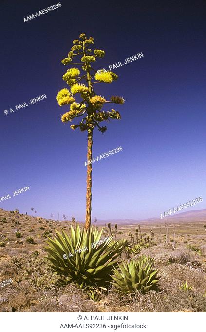 Century Plant aka coastal Agave (Agave shawii) Baja California Mexico