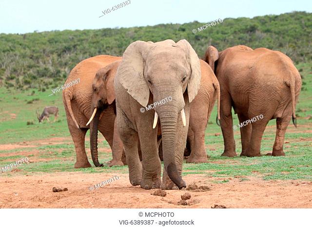 SUEDAFRIKA, KRUEGER NATIONAL PARK, 18.03.2019, Afrikanischer Elefant, (Loxodonta africana), - Krueger National Park, Afrika, South Africa, 18/03/2019