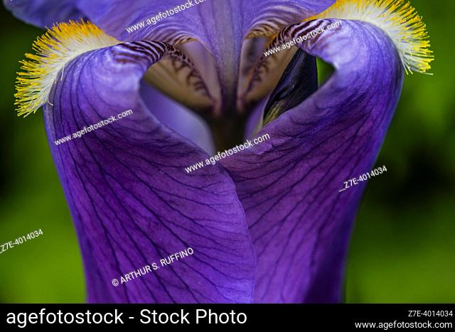 Detail of a blue bearded iris. SigurtÃ  Garden Park (Parco Giardino SigurtÃ ), Via Cavour, Valeggio Sul Mincio, Metropolitan area of Verona, Veneto Region
