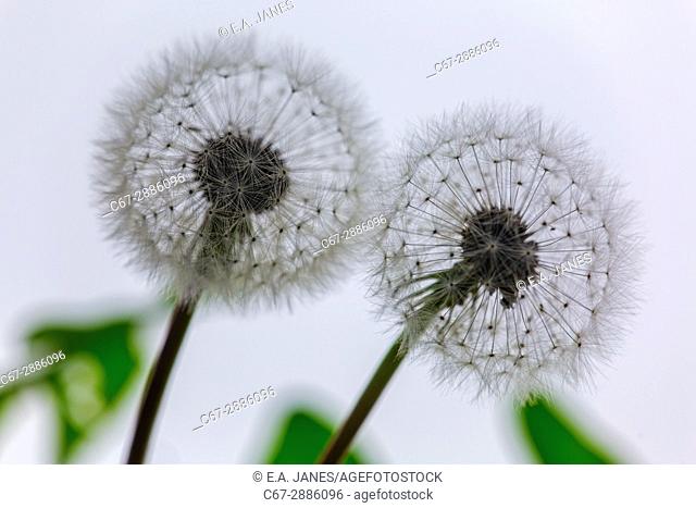 Dandelion (Taraxacum officinale) seed heads. UK