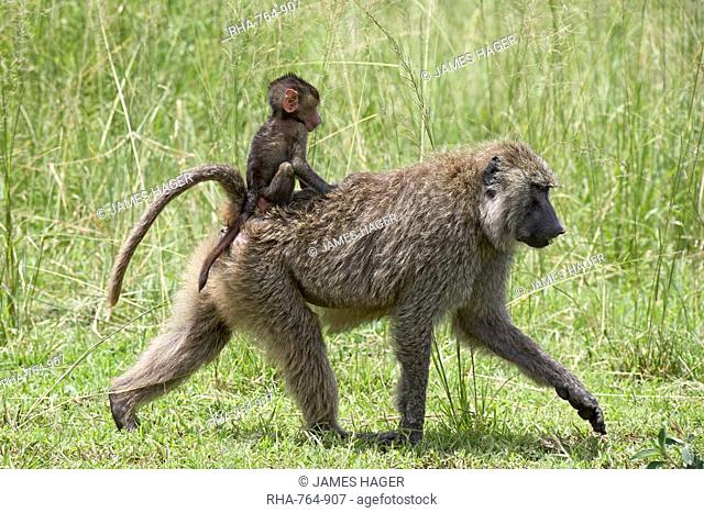 Olive baboon Papio cynocephalus anubis infant riding on its mother's back, Serengeti National Park, Tanzania, East Africa, Africa