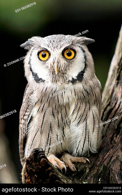 vertical close up southern white-faced scops owl portrait