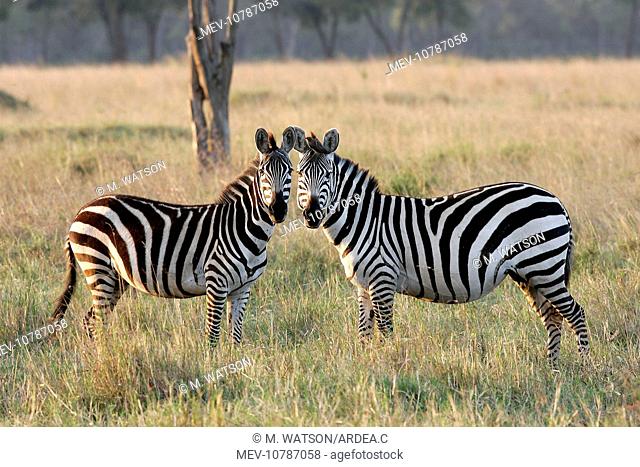Burchell's / Common / Plain Zebra - two (Equus quagga burchelli  )