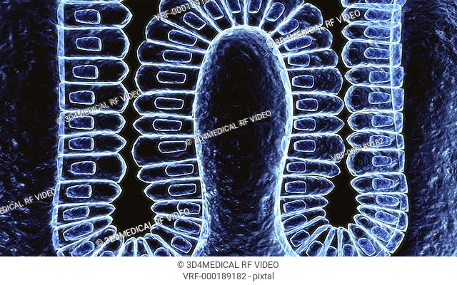 Animation depicting a microscopic view of the gastric gland in the stomach wall
