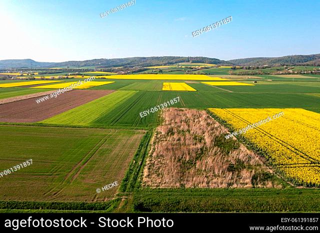 canola field in the country