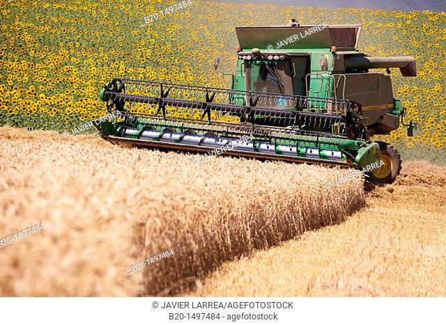 Agricultural machinery  Combine harvester on field of wheat  'Learza' estate  Near Estella, Navarre, Spain