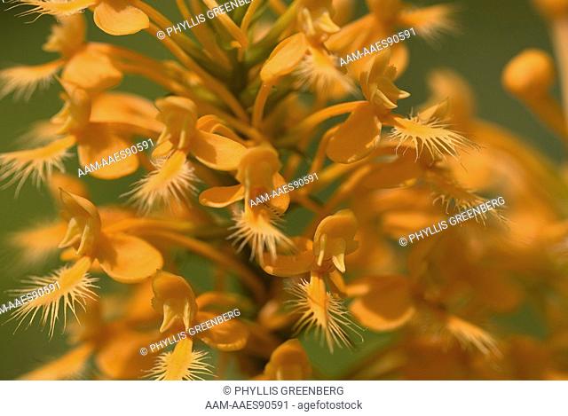 Yellow Fringed Orchid  (Habenaria ciliaris) Great Smokey Nat.Park, NC  2007 Digital Capture