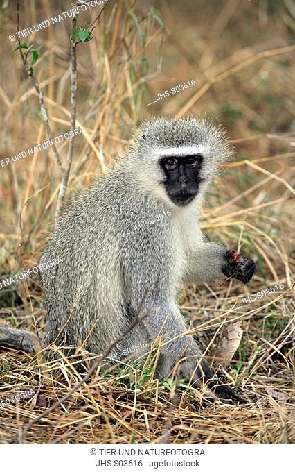 Vervet Monkey, Grivet Monkey, Cercopithecus aethiops, Kruger National Park, South Africa, adult female