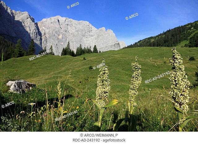 False Helleborine Karwendel mountains Eng Valley Tyrol Austria Veratrum album