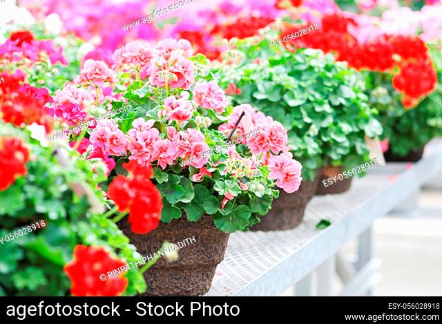 Blurry Mixed colors impatiens in potted, scientific name Impatiens walleriana flowers also called Balsam, flower bed of blossoms in various colors