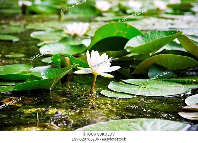 Water lilies flower in the pond