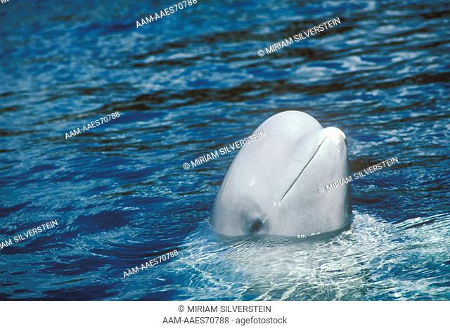 Beluga Whale (Delphinapterus leucas) Minnesota Zoo