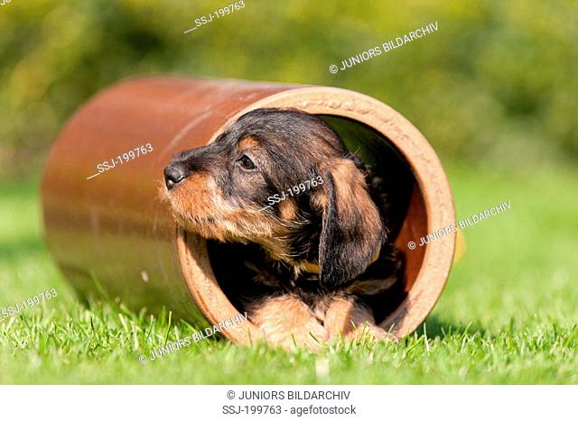 Wire-haired Dachshund. Puppy in a earthenware pipe on a lawn. Germany