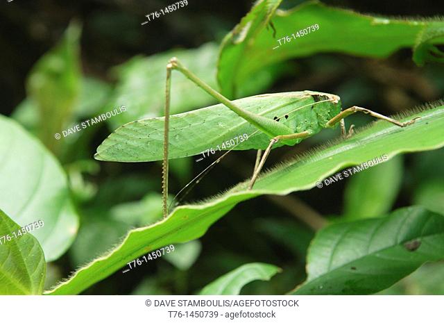 grasshopper in Mulu National Park, Sarawak, Borneo, Malaysia