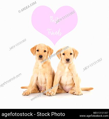 Labrador Dog, puppies ( 6 weeks old ) best friends