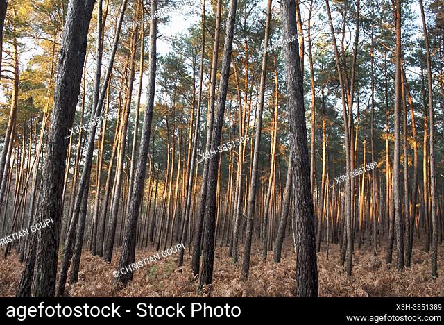 Ferns in undergrowth of pinewood, Forest of Rambouillet, Haute Vallee de Chevreuse Regional Natural Park, Yvelines department, Ile de France region, France